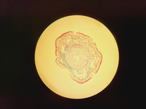 Thumbnail image of Carl Zeiss Jena JENALABpol Microscope w/ 3 x Objectives (2.5/10/50)