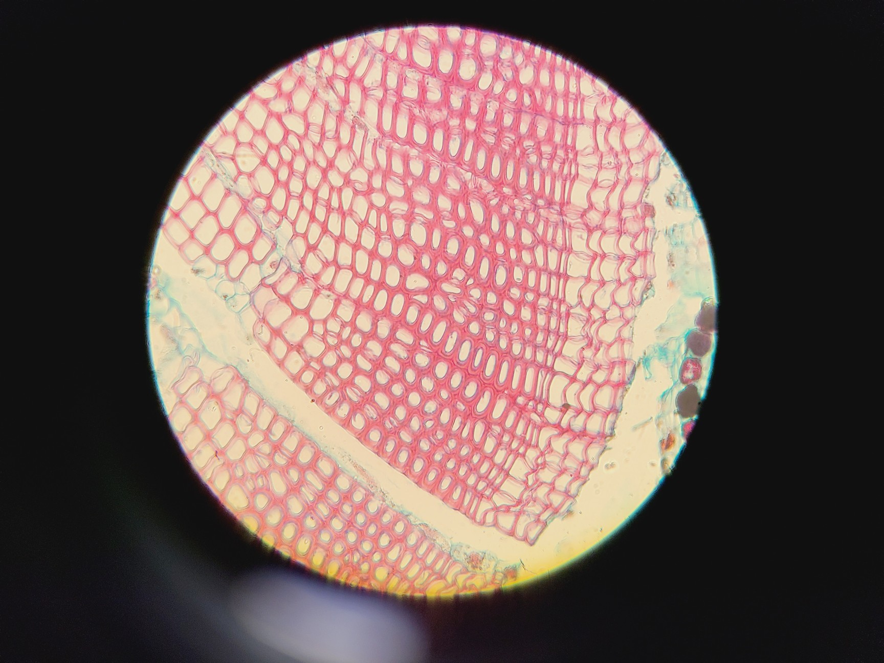 Image of Carl Zeiss Jena JENALABpol Microscope w/ 3 x Objectives (2.5/10/50)