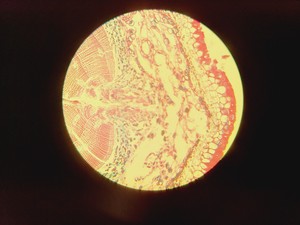 Thumbnail image of Carl Zeiss Jena JENALABpol Microscope w/ 3 x Objectives (2.5/10/50)