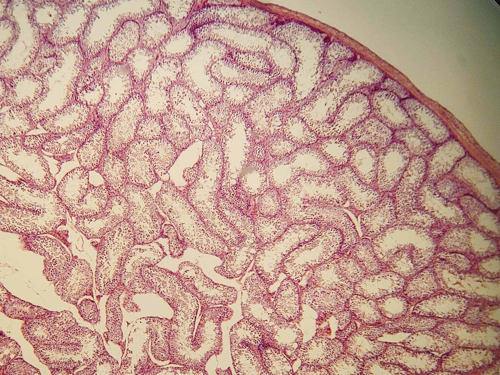 Image of Nikon SE Compound Microscope w/ 4 x Objectives (4x/10x/40x/100x)