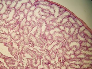 Thumbnail image of Nikon SE Compound Microscope w/ 4 x Objectives (4x/10x/40x/100x)