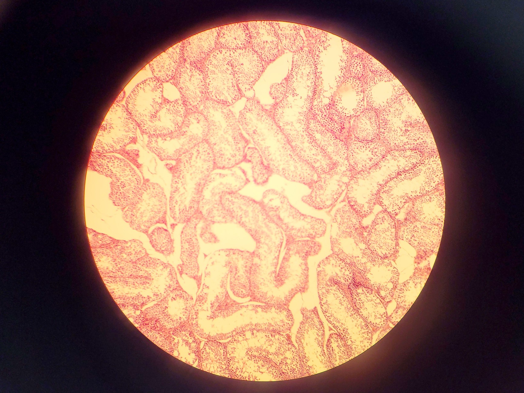 Image of Nikon SE Compound Microscope w/ 4 x Objectives (4x/10x/40x/100x)