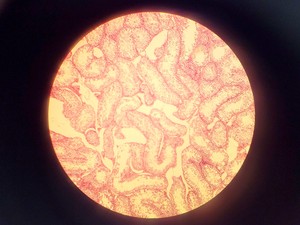 Thumbnail image of Nikon SE Compound Microscope w/ 4 x Objectives (4x/10x/40x/100x)