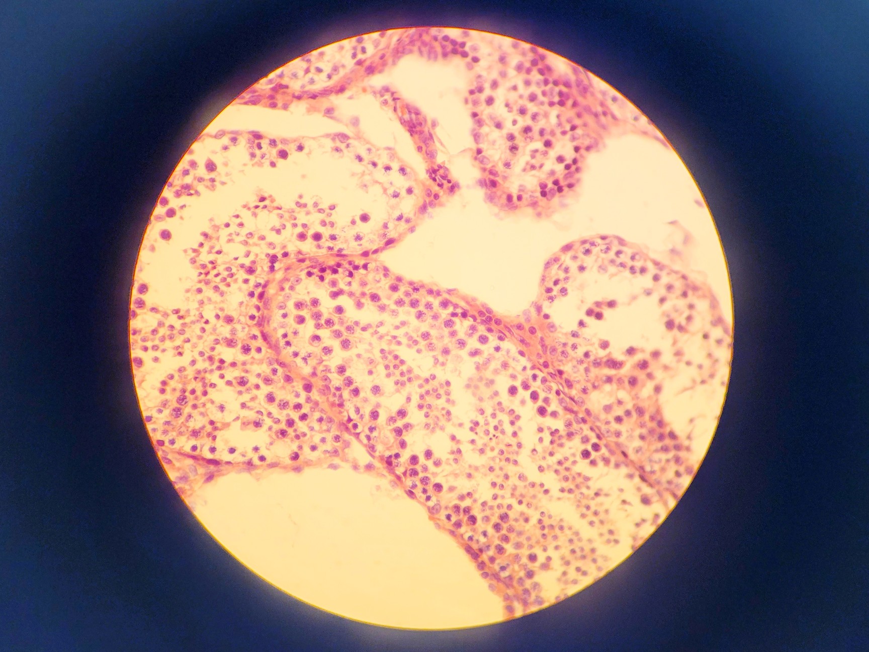 Image of Nikon SE Compound Microscope w/ 4 x Objectives (4x/10x/40x/100x)