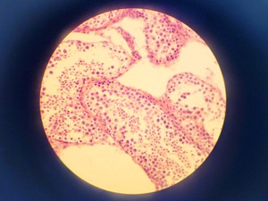 Thumbnail image of Nikon SE Compound Microscope w/ 4 x Objectives (4x/10x/40x/100x)