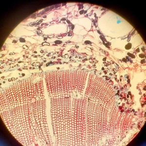 Thumbnail image of Leica TCS SP5 Confocal Laser Scanning Microscope System (DMI6000 CS)