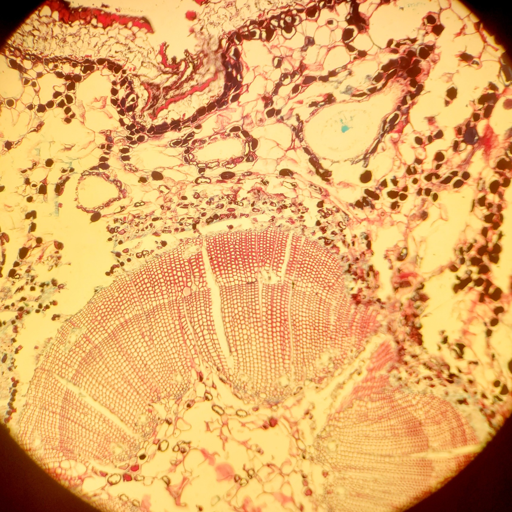 Image of Leica TCS SP5 Confocal Laser Scanning Microscope System (DMI6000 CS)