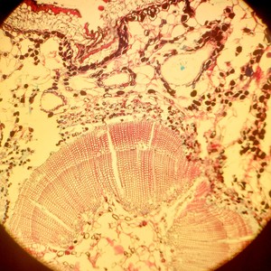 Thumbnail image of Leica TCS SP5 Confocal Laser Scanning Microscope System (DMI6000 CS)