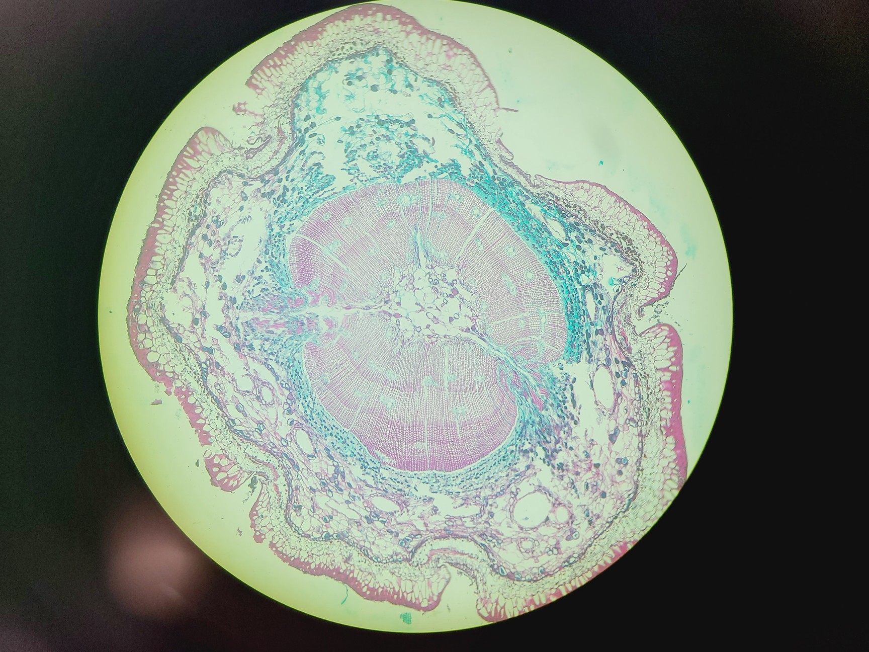 Image of Zeiss FLUAR 5x/0.25 Microscope Objective
