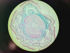 Thumbnail image of Zeiss FLUAR 5x/0.25 Microscope Objective