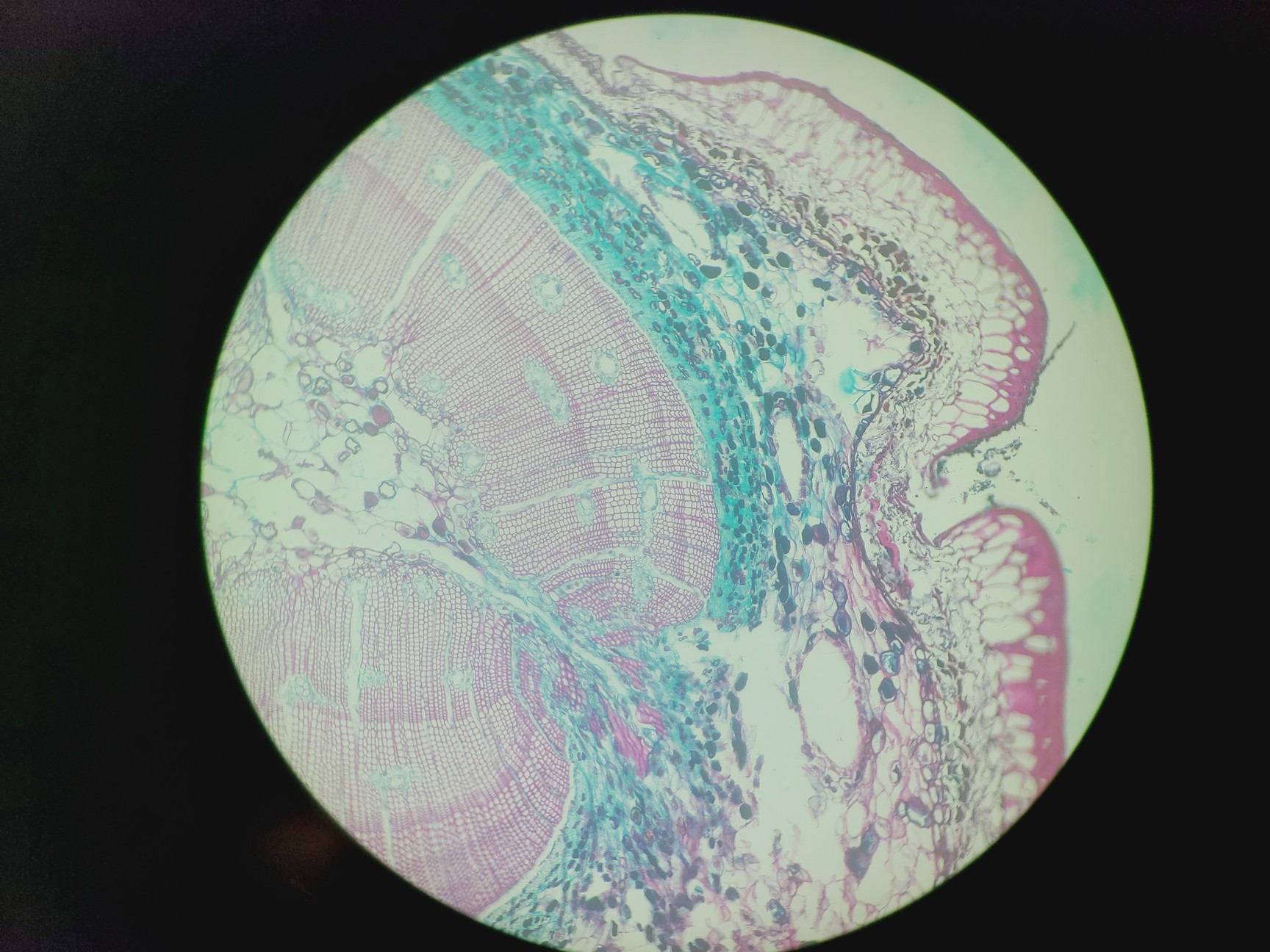 Image of Zeiss FLUAR 10x/0.50 Microscope Objective