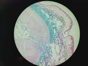 Thumbnail image of Zeiss FLUAR 10x/0.50 Microscope Objective