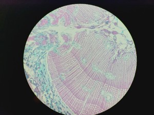 Thumbnail image of Zeiss LD Plan-NEOFLUAR 20x/0.4 Korr Microscope Objective