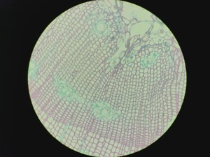Thumbnail image of Zeiss LD Plan-NEOFLUAR 40x/0.6 Korr Microscope Objective