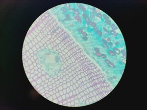 Thumbnail image of Zeiss LD Plan-NEOFLUAR 63x/0.75 Korr Microscope Objective