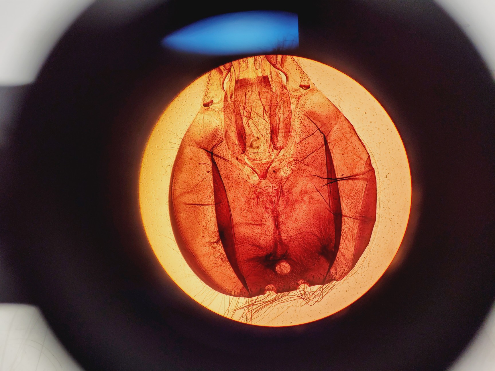 Image of Olympus CHT CH-2 Compound Microscope W/ 0.10/0.25/0.40/0.65 Objectives