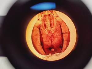Thumbnail image of Olympus CHT CH-2 Compound Microscope W/ 0.10/0.25/0.40/0.65 Objectives