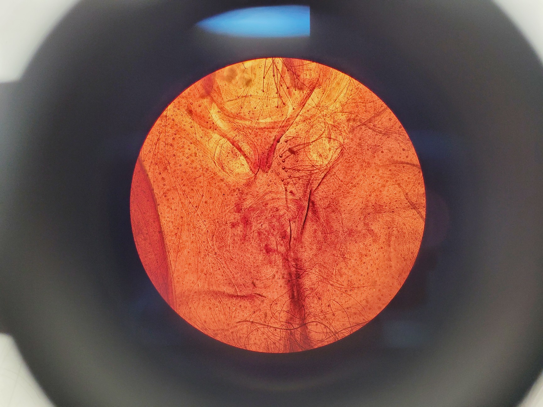 Image of Olympus CHT CH-2 Compound Microscope W/ 0.10/0.25/0.40/0.65 Objectives
