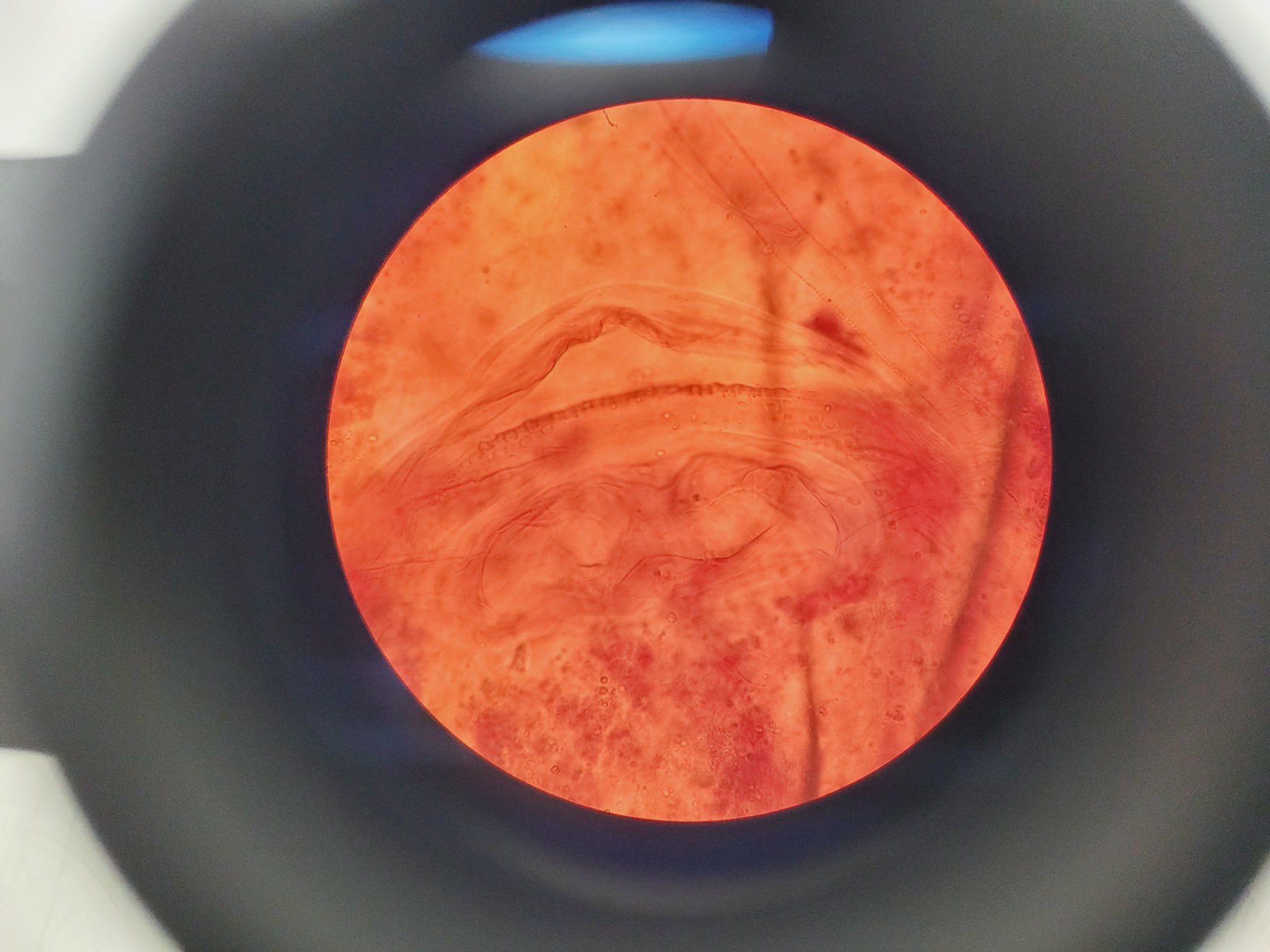 Image of Olympus CHT CH-2 Compound Microscope W/ 0.10/0.25/0.40/0.65 Objectives