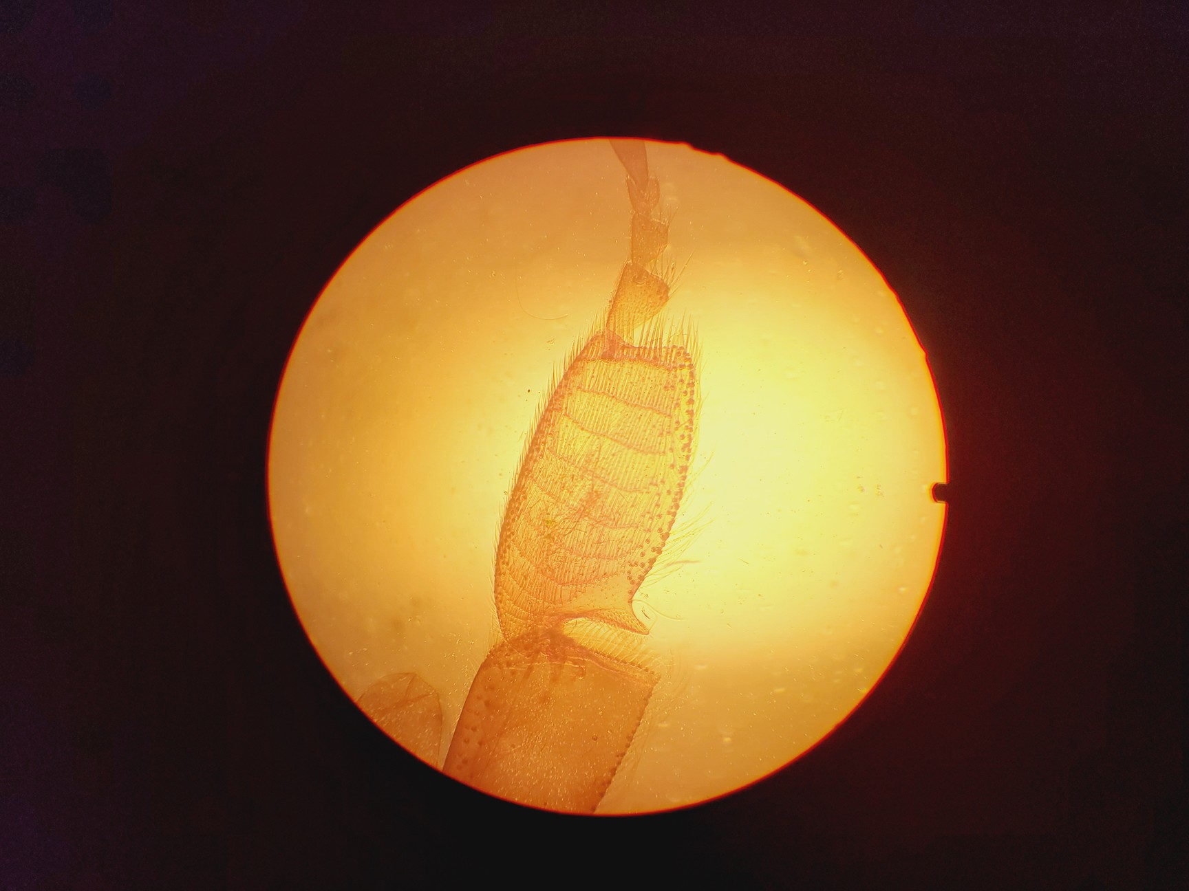 Image of Leica DME Compound Microscope W/ 4x/10x/40x/100x Objectives
