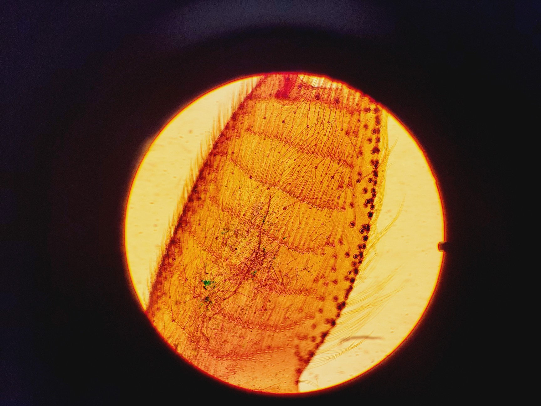 Image of Leica DME Compound Microscope W/ 4x/10x/40x/100x Objectives