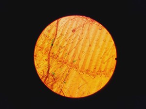 Thumbnail image of Leica DME Compound Microscope W/ 4x/10x/40x/100x Objectives