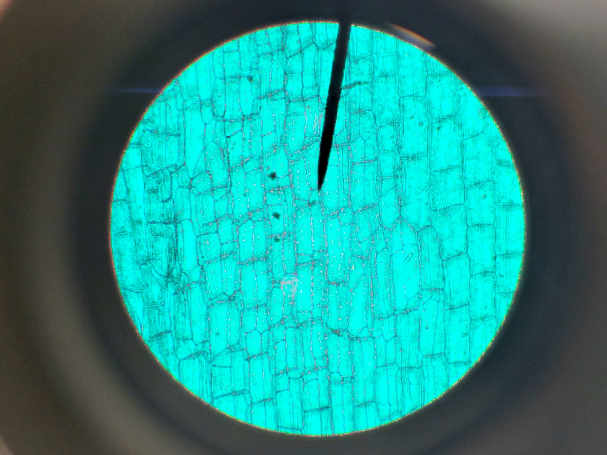 Image of Leica CME Compound Microscope W/ 4x/10x/40x/100x Objectives