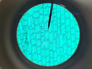 Thumbnail image of Leica CME Compound Microscope W/ 4x/10x/40x/100x Objectives