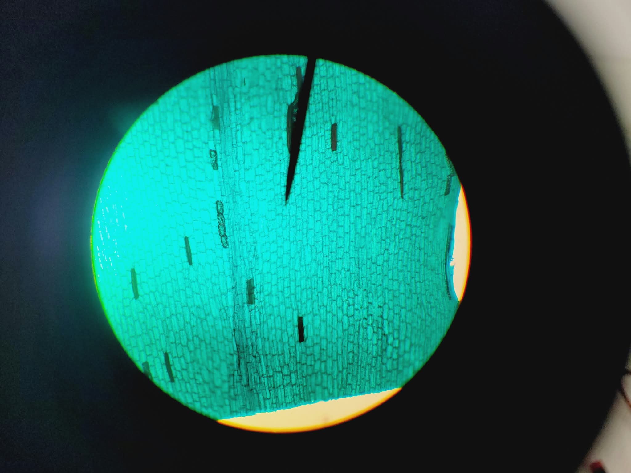 Image of Leica CME Compound Microscope W/ 4x/10x/40x/100x Objectives