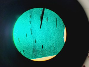 Thumbnail image of Leica CME Compound Microscope W/ 4x/10x/40x/100x Objectives