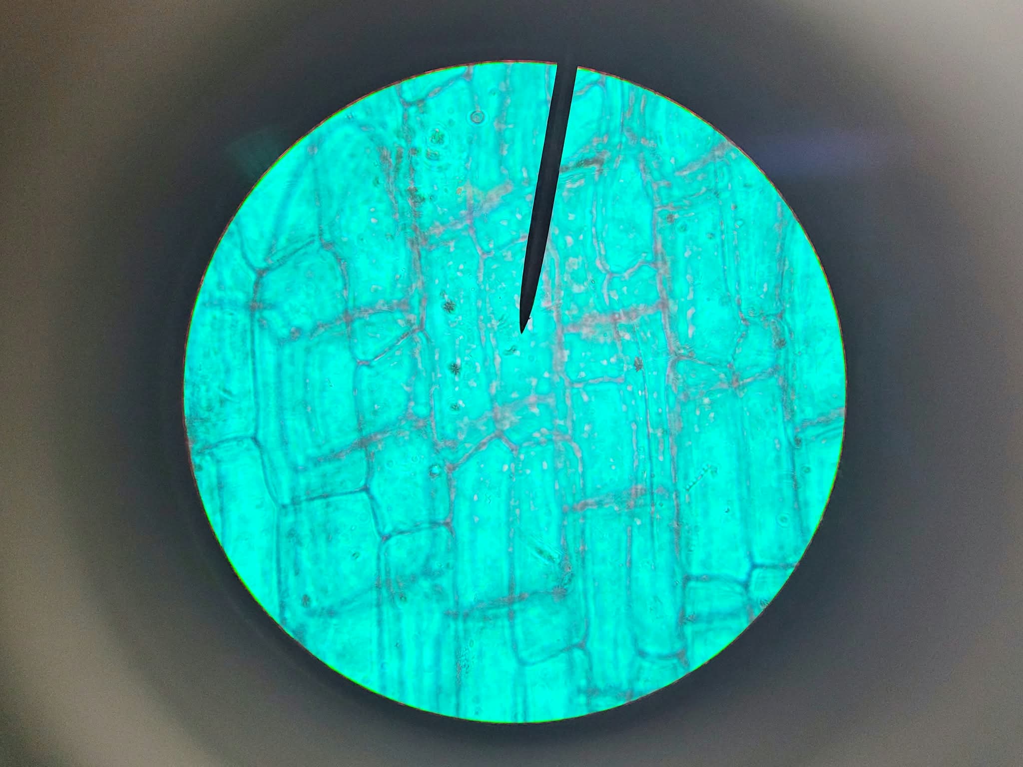 Image of Leica CME Compound Microscope W/ 4x/10x/40x/100x Objectives
