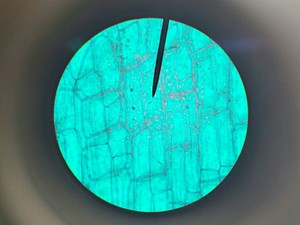 Thumbnail image of Leica CME Compound Microscope W/ 4x/10x/40x/100x Objectives