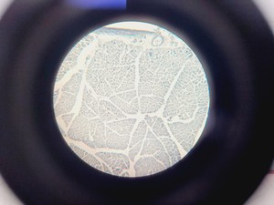 Thumbnail image of Leica DME Compound Microscope W/ 10x/40x/100x Objectives Lab
