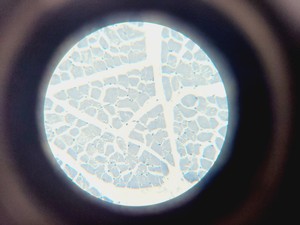 Thumbnail image of Leica DME Compound Microscope W/ 10x/40x/100x Objectives Lab