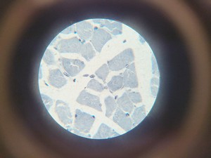 Thumbnail image of Leica DME Compound Microscope W/ 10x/40x/100x Objectives Lab