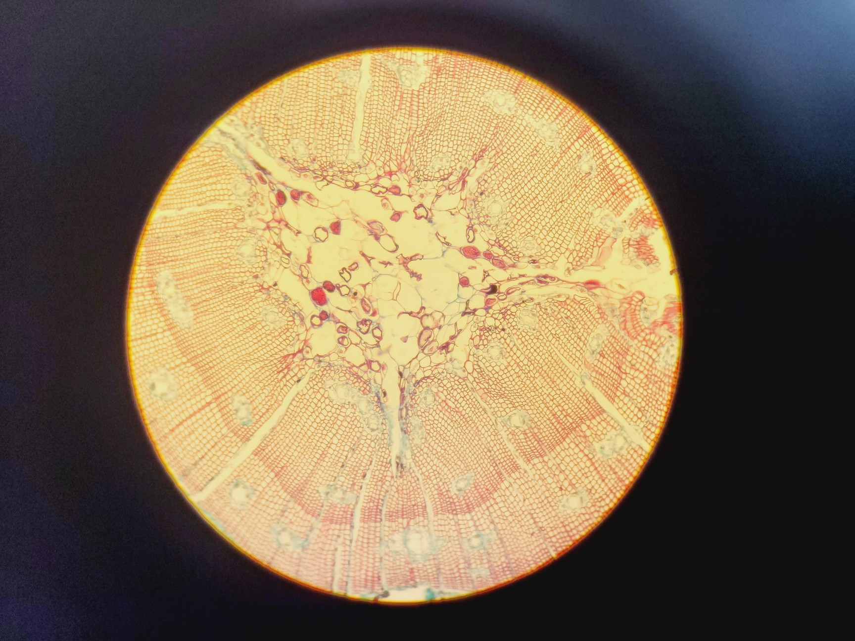 Image of Olympus BH-2 Compound Microscope W/ 0.25,0.30,0.45,0.65,0.70&1.25oil Objectives