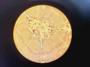 Thumbnail image of Olympus BH-2 Compound Microscope W/ 0.25,0.30,0.45,0.65,0.70&1.25oil Objectives