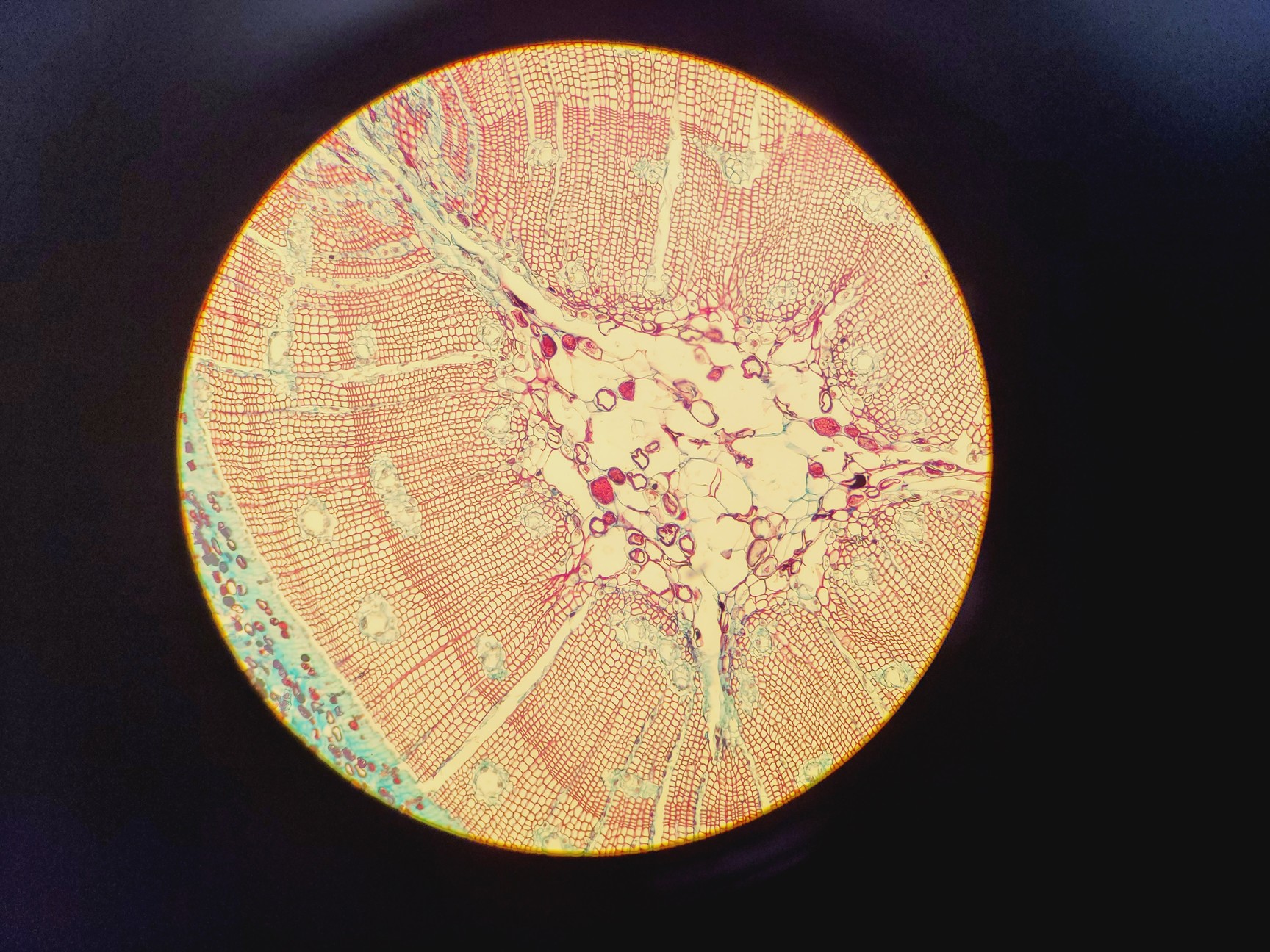 Image of Olympus BH-2 Compound Microscope W/ 0.25,0.30,0.45,0.65,0.70&1.25oil Objectives