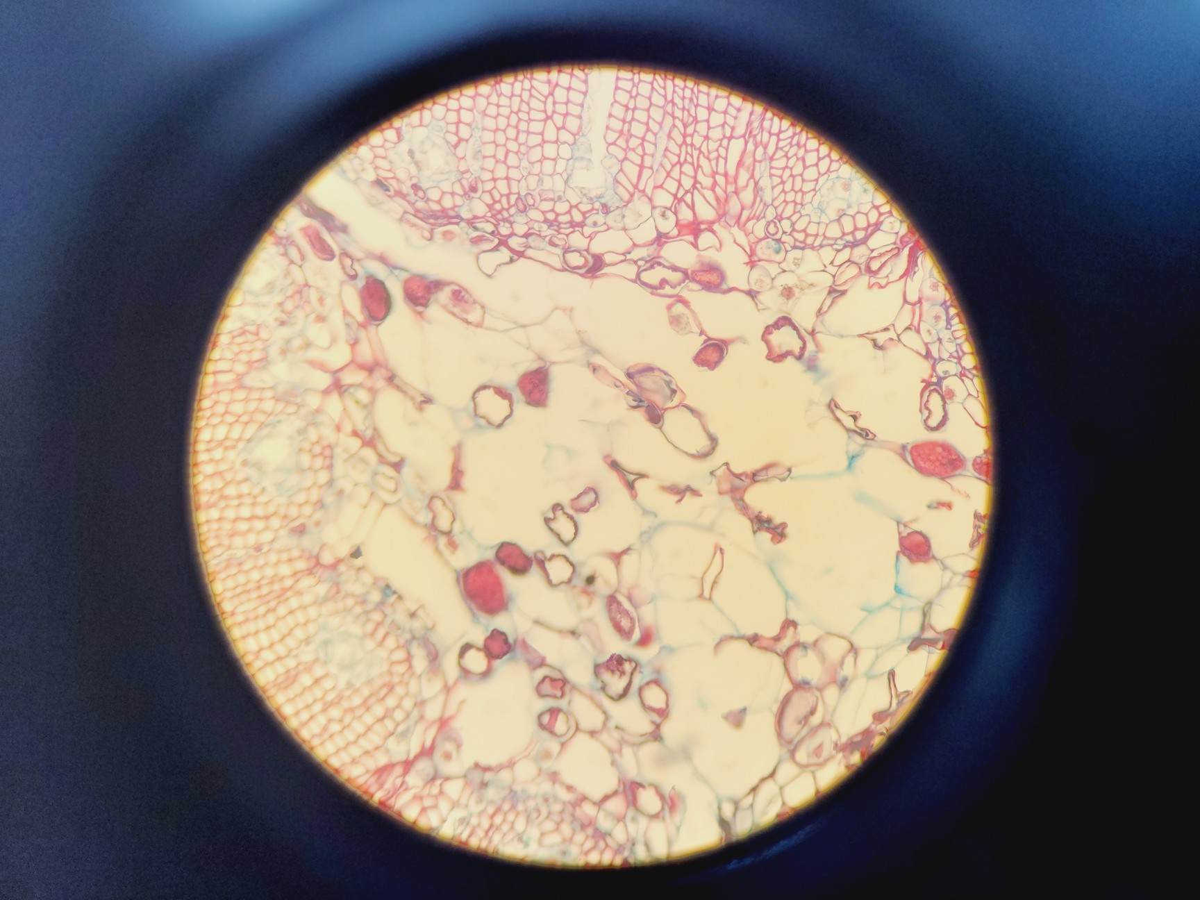 Image of Olympus BH-2 Compound Microscope W/ 0.25,0.30,0.45,0.65,0.70&1.25oil Objectives