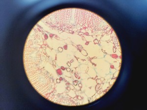 Thumbnail image of Olympus BH-2 Compound Microscope W/ 0.25,0.30,0.45,0.65,0.70&1.25oil Objectives
