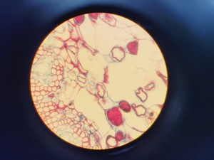 Thumbnail image of Olympus BH-2 Compound Microscope W/ 0.25,0.30,0.45,0.65,0.70&1.25oil Objectives