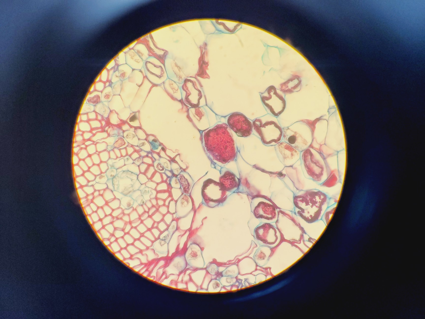 Image of Olympus BH-2 Compound Microscope W/ 0.25,0.30,0.45,0.65,0.70&1.25oil Objectives