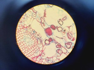 Thumbnail image of Olympus BH-2 Compound Microscope W/ 0.25,0.30,0.45,0.65,0.70&1.25oil Objectives