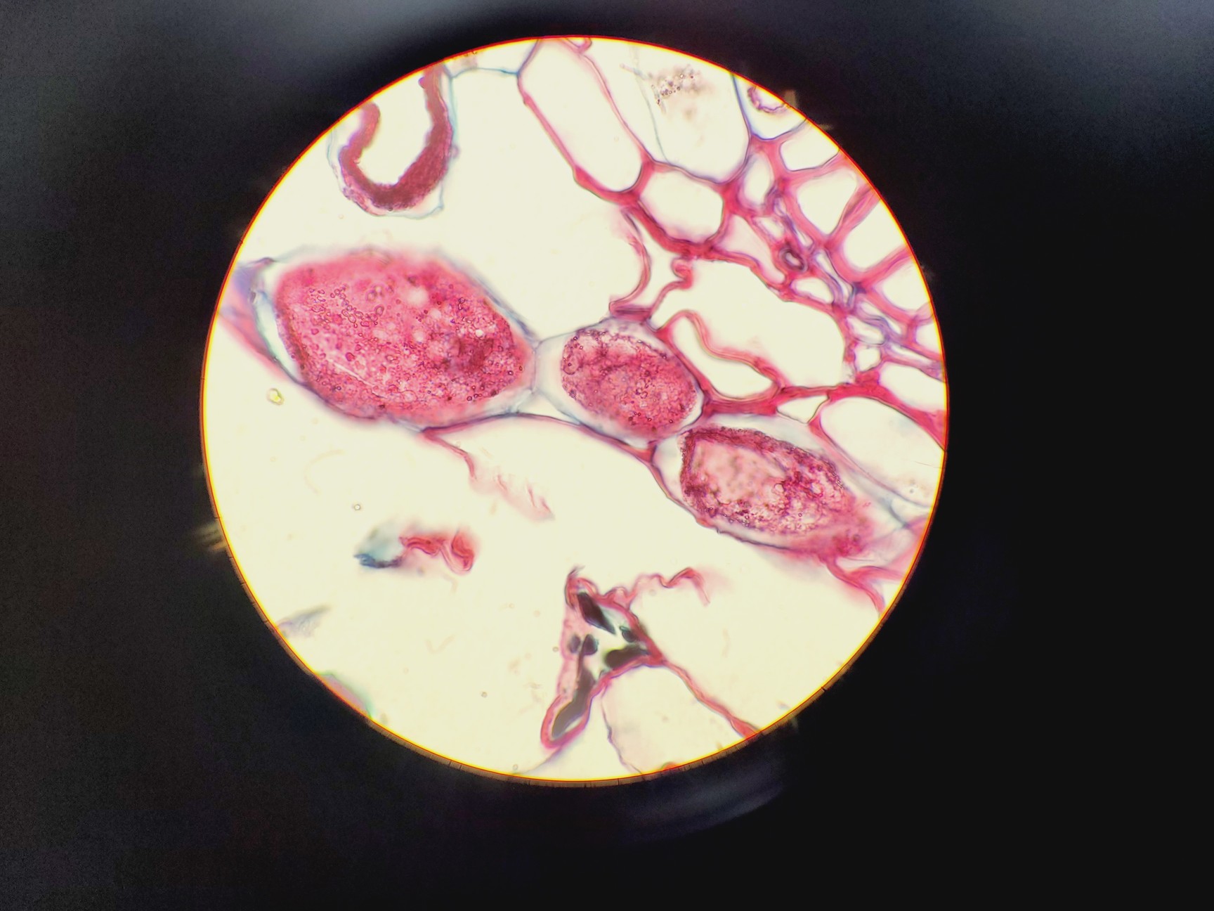 Image of Olympus BH-2 Compound Microscope W/ 0.25,0.30,0.45,0.65,0.70&1.25oil Objectives