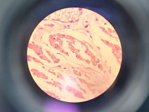 Thumbnail image of Olympus CX21FS1 Compound Microscope W/ 4x/10x/40x/100x Objectives