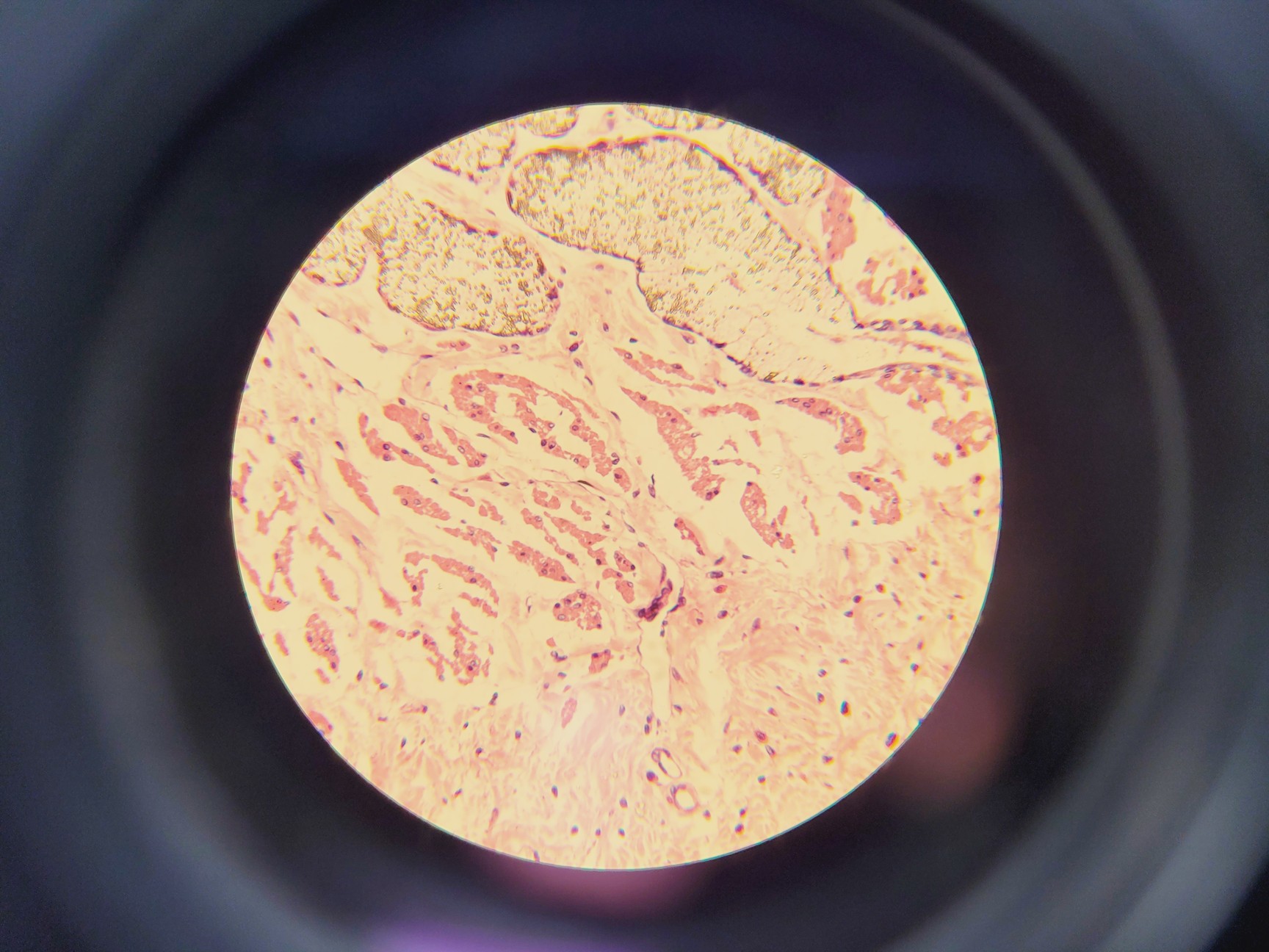 Image of Olympus CX21FS1 Compound Microscope W/ 4x/10x/40x/100x Objectives
