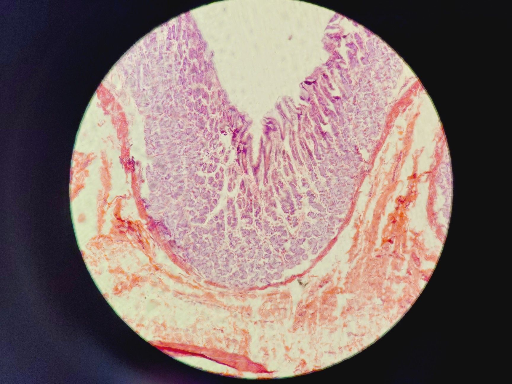 Image of Nikon Eclipse 50i Microscope w/ DS-U1 Digital Sight & 5 Objectives Lab