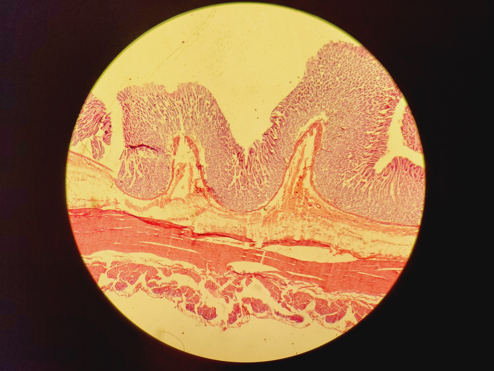 Image of Nikon Eclipse 50i Microscope w/ DS-U1 Digital Sight & 5 Objectives Lab