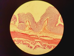 Thumbnail image of Nikon Eclipse 50i Microscope w/ DS-U1 Digital Sight & 5 Objectives Lab