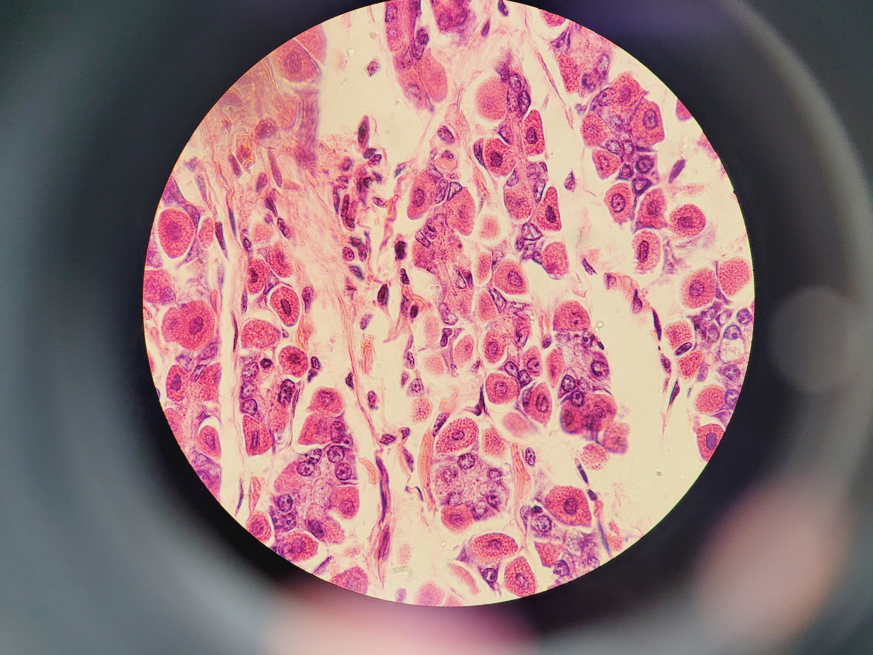 Image of Nikon Eclipse 50i Microscope w/ DS-U1 Digital Sight & 5 Objectives Lab